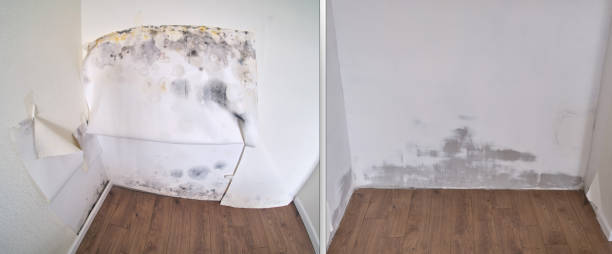 Best Mold Damage Repair  in USA